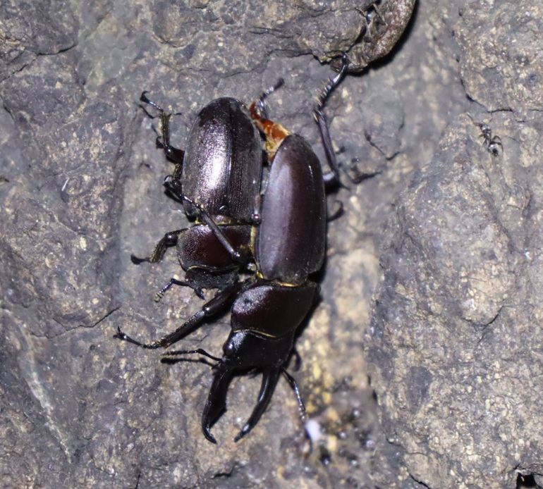 コクワガタのペア（アングル2）_No.3のクヌギ_クワガタ達のオアシス_2023年9月28日18時55分 気温28.7度